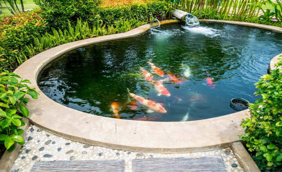 Why Healthy Plants Mean a Cleaner Pond