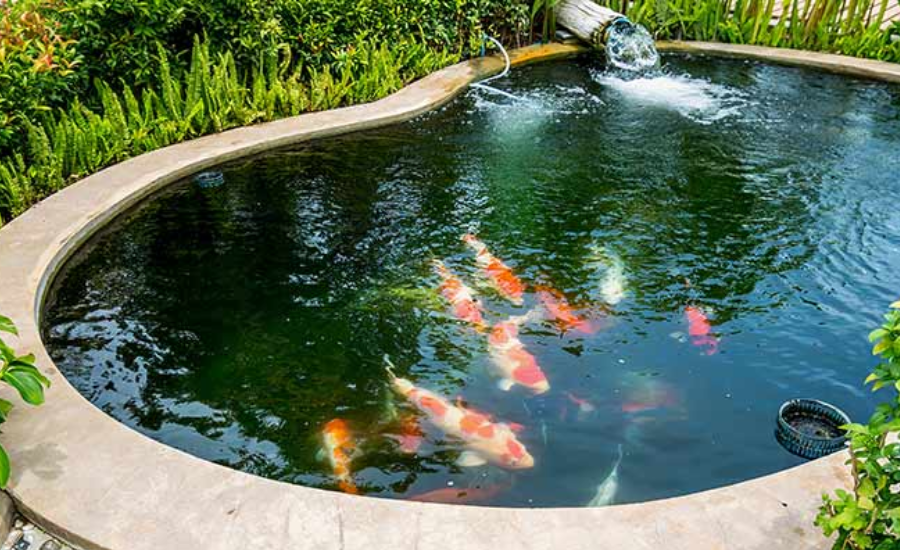 How Can You Achieve a Cleaner Pond Your Fish Will Love?