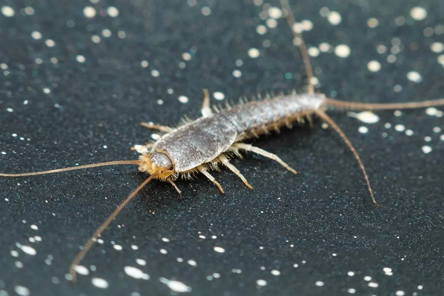 Why Silverfish Are More Active in Humid Climates and How to Combat Them?