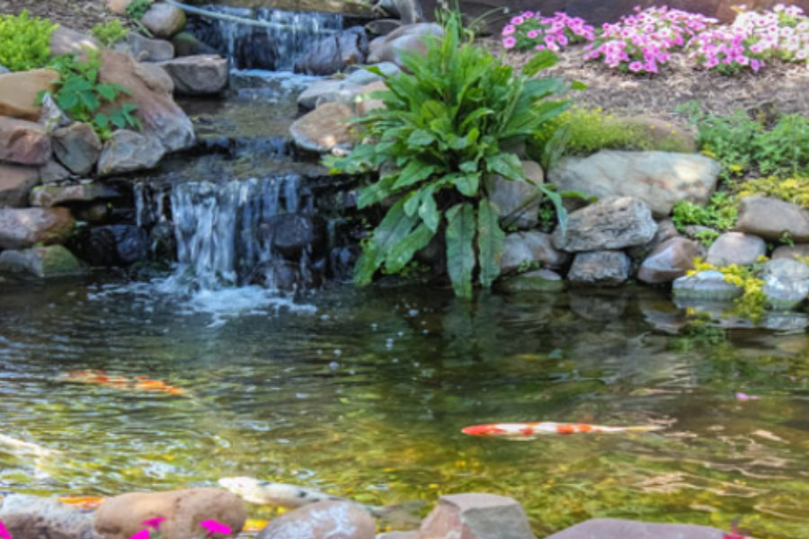 koi pond